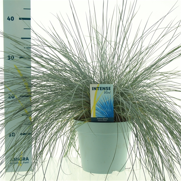 Festuca glauca Intense Blue®