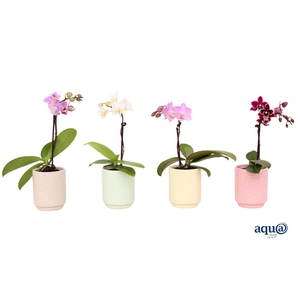 Indy Mix Tiny Dolls Mix 1T7+ Aqu@