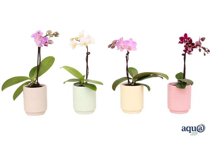 <h4>Indy Mix Tiny Dolls Mix 1T7+ Aqu@</h4>