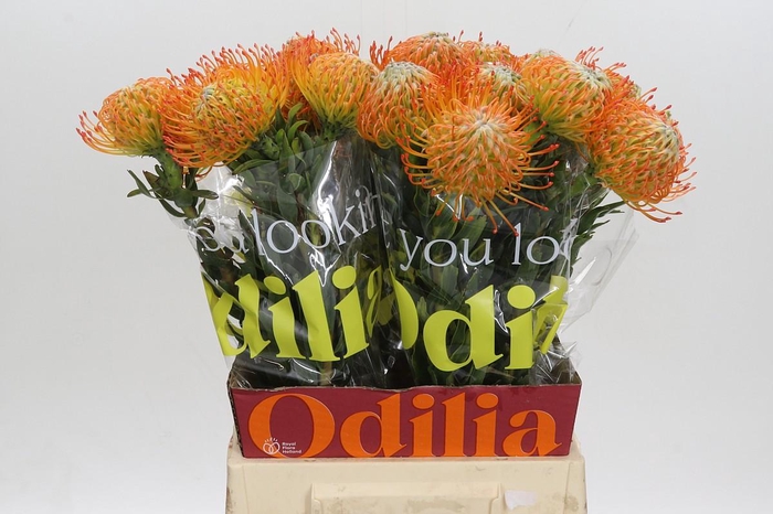 <h4>Nutans Ayoba Sun</h4>