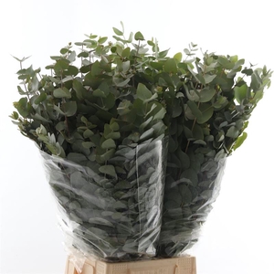 Cinerea Lang Da Vinci