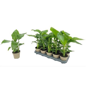 Strelitzia Nicolai 1pp