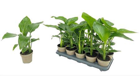 <h4>Strelitzia Nicolai 1pp</h4>