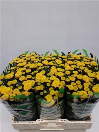 <h4>Chr San Aaa Aurinko</h4>