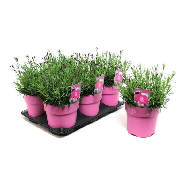 <h4>Dianthus Dinetta Purple</h4>