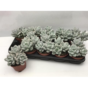 PACHYPHYTUM OVIFERUM