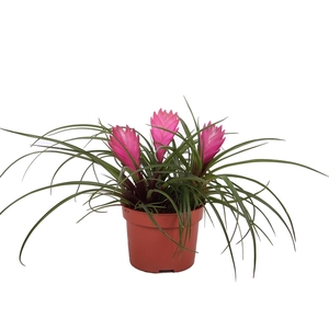 Toef Tillandsia Cyanea