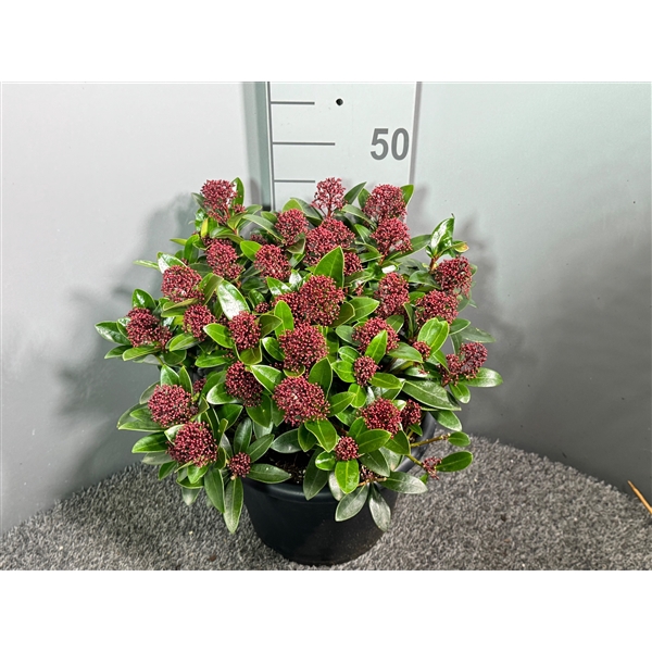 <h4>Skimmia japonica 'Red Dwarf'</h4>