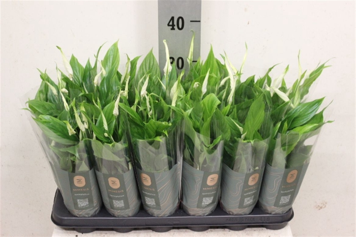<h4>Spathiphyllum 'Chopin'</h4>