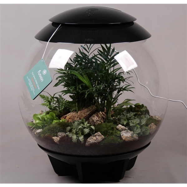 Terrarium XXL Exclusive zwart met arrangement