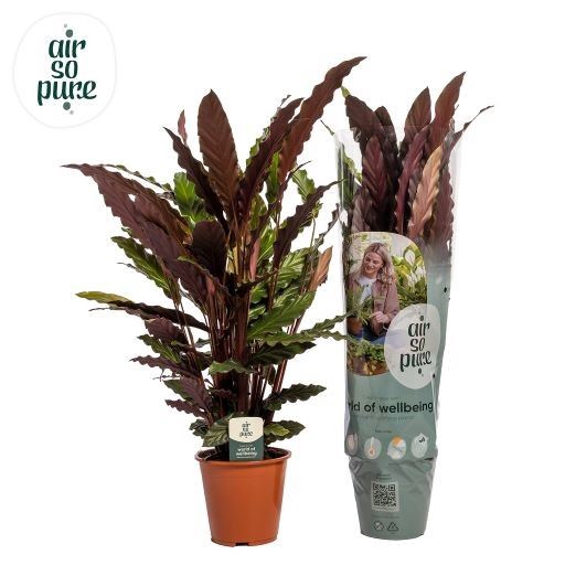 <h4>Calathea rufibarba</h4>