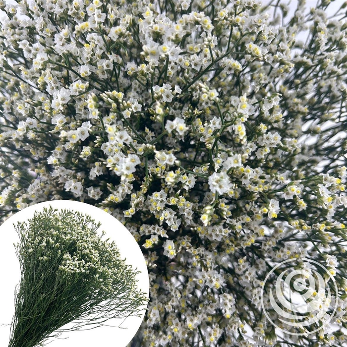 <h4>Limonium White 60cm</h4>