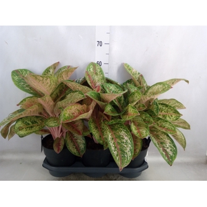 Aglaonema  'Painted Celebration'