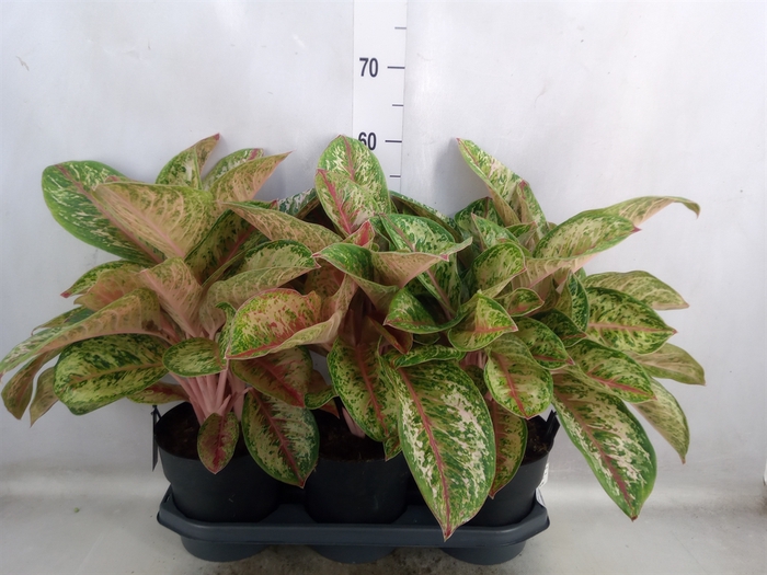 Aglaonema  'Painted Celebration'