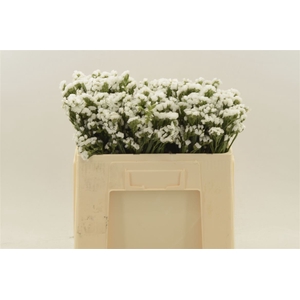 Statice Isa White