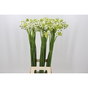 Ornithogalum saundersiae