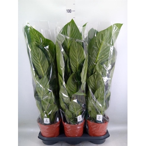 Spathiphyllum  'Sweet Isabella'