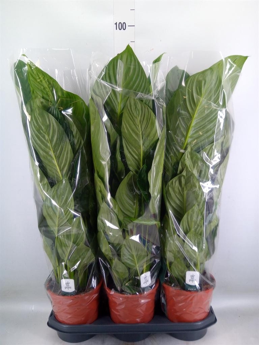 <h4>Spathiphyllum  'Sweet Isabella'</h4>