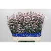 Aster Claudia