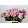 Dahlia Café au Lait