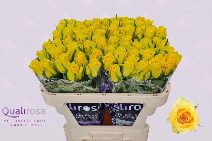 <h4>R Gr Moonwalk</h4>