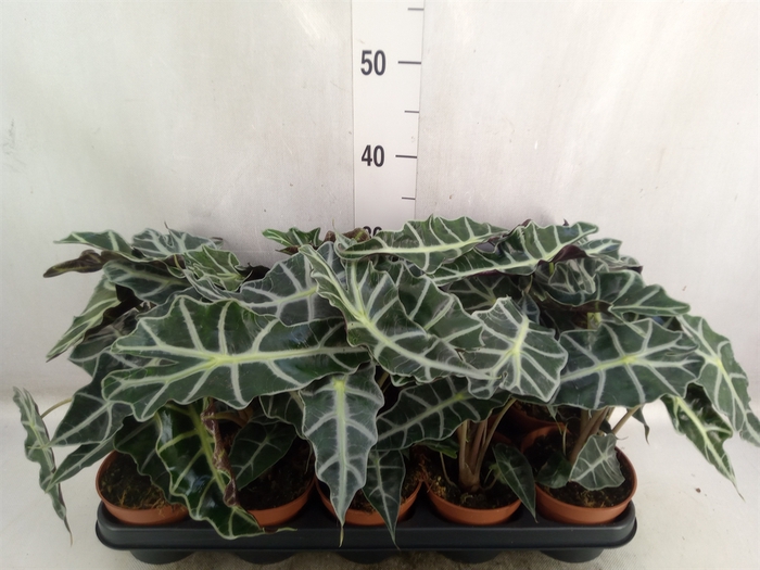 <h4>Alocasia amazonica 'Polly'</h4>