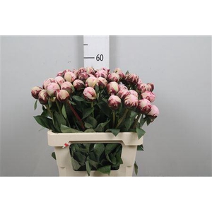 Paeo L Reine Hortens