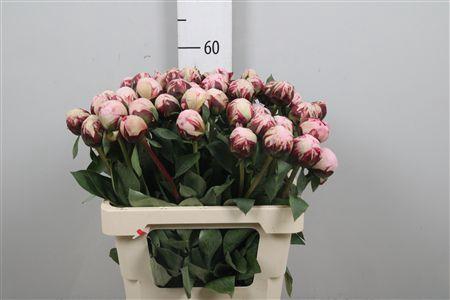 <h4>Paeo L Reine Hortens</h4>