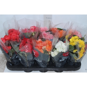 BEGONIA P11