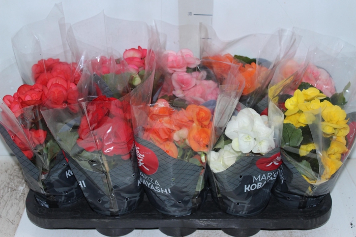 <h4>BEGONIA P11</h4>
