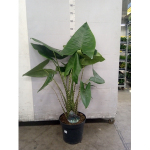 Alocasia zebrina