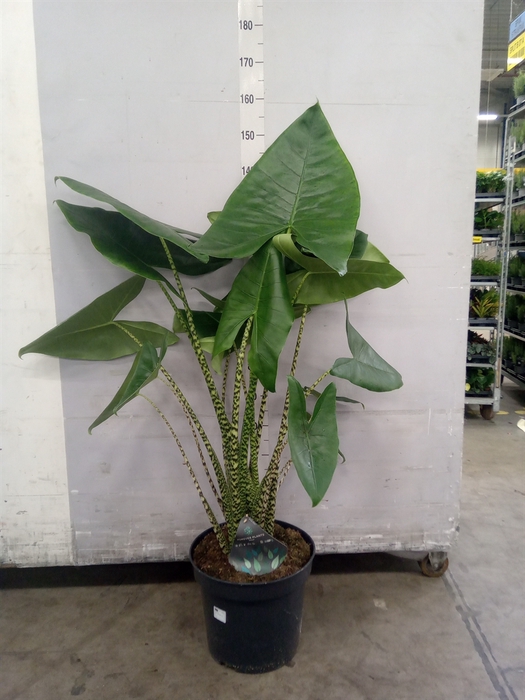 <h4>Alocasia zebrina</h4>