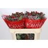 Hypericum True Romance Spray