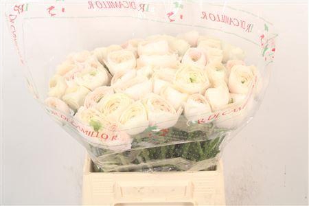 <h4>Ran.. Su Hanoi Extra</h4>