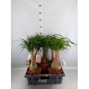 Beaucarnea recurvata
