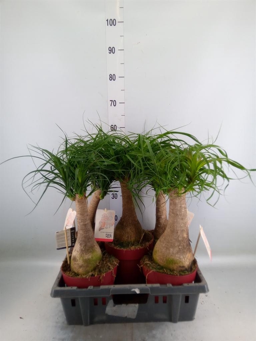 <h4>Beaucarnea recurvata</h4>