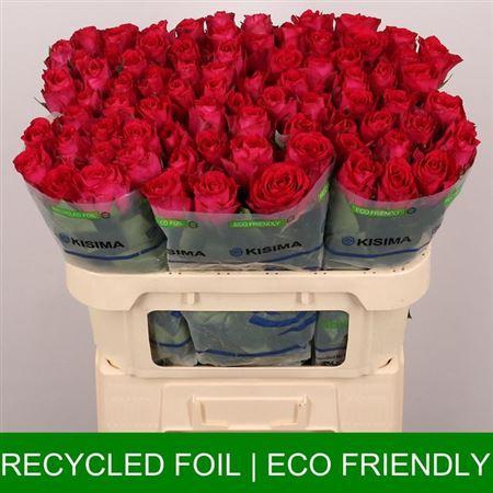 <h4>R Gr Madam Cerise</h4>