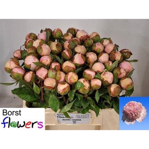 Paeonia Lactiflora Grp 'Angel Cheeks'