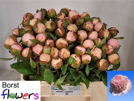 <h4>Paeonia Lactiflora Grp 'Angel Cheeks'</h4>