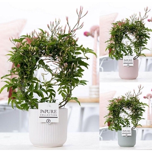 Jasminum Poly. ( 200+ knop) in P&PURE Sophie ceramics ass.3