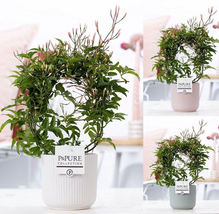 <h4>Jasminum Poly. ( 200+ knop) in P&PURE Sophie ceramics ass.3</h4>