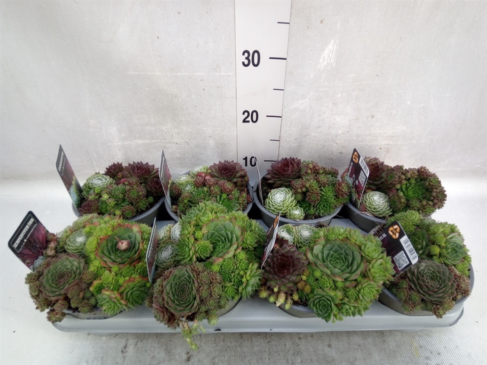 <h4>Sempervivum   ...mix</h4>