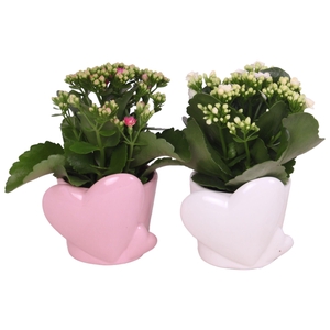 Mothersday Arr. Indoor Ceramic Heart Pot Pink/White Ø12cm 1PP