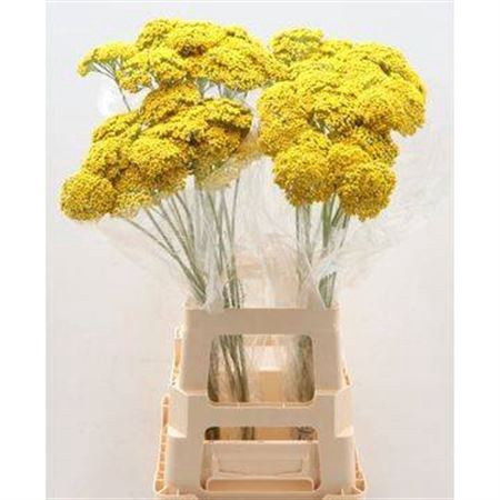 <h4>Achil F Park Variety</h4>