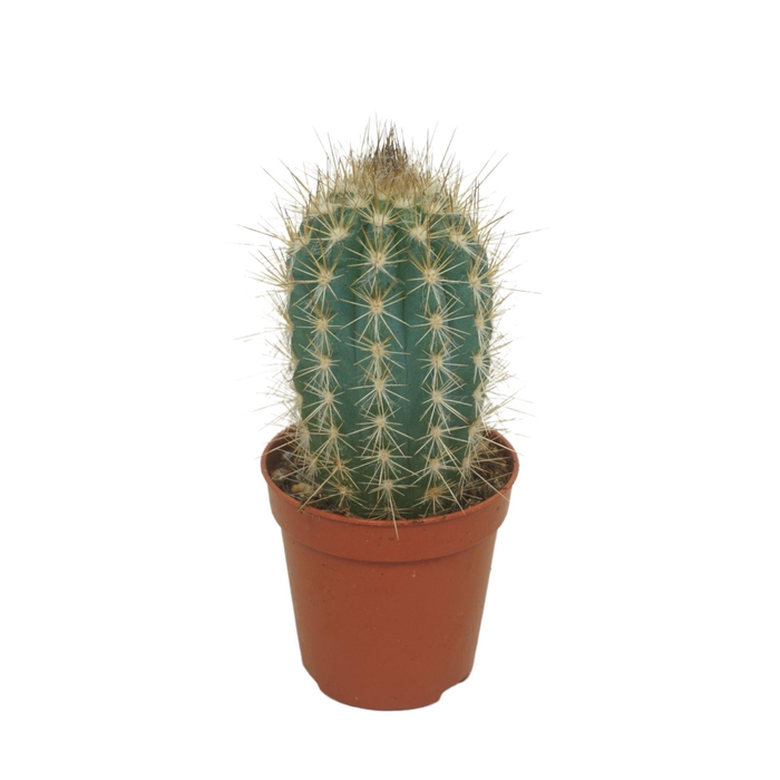 <h4>Cactus</h4>
