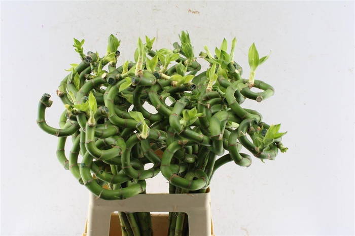 <h4>Drac S Lucky Bamboo</h4>