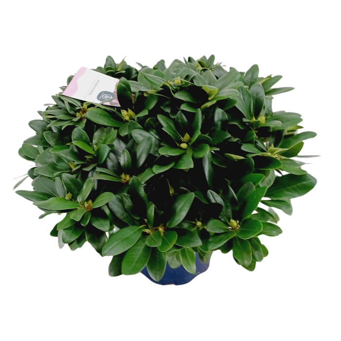 <h4>Rhododendron 70-80 /15 liter 'Catawbiense Grandiflorum'</h4>