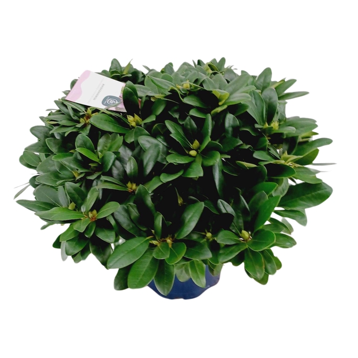 <h4>Rhododendron hybr. 'Catabiense Grandifl.'C15 70-80</h4>