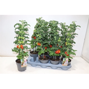 Tomatenplanten