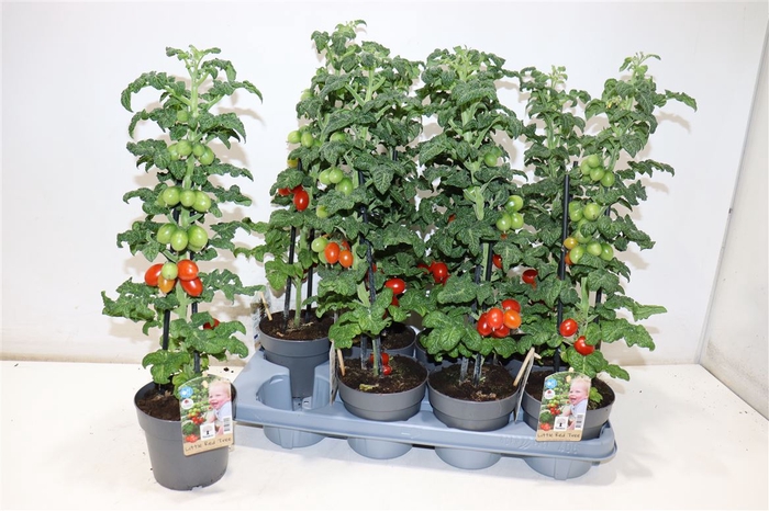 Tomatenplanten